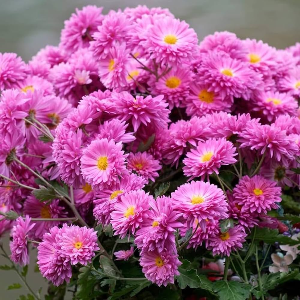 "Chrysanthemum seeds for planting – daisy-like flowering plant seeds with vibrant blooms and dense green foliage, ideal for gardens, borders, and containers"